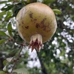 رب انار ترش شمال - تصویر 5